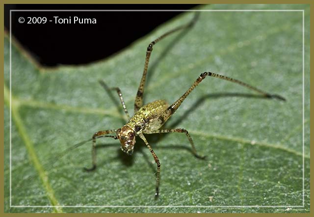 Neanide di Ortottero: Phaneroptera nana